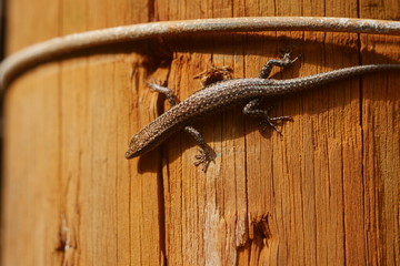 lizard on post