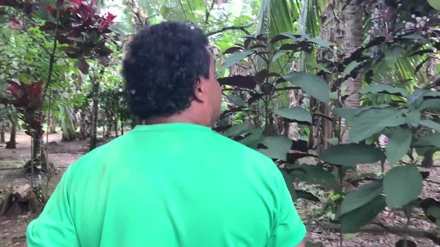 Farmer walks in plantation with machete