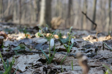 The first spring flowers - snowdrops bloomed in the forest