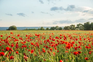 Foto op Plexiglas Blossoms of poppies in the fields in the South of Russia © vdeineka