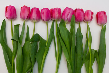 red tulips on white background