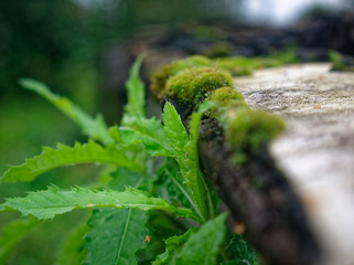 moss growing on the roof slate