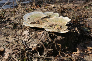 White tree fungus grows on a stump in the spring forest