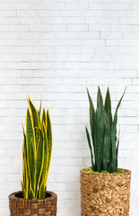 Two pots with house plants