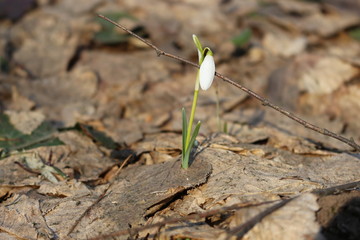 The first spring flowers - snowdrops bloomed in the forest