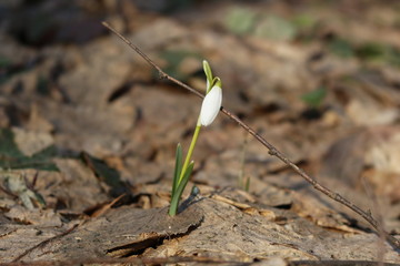The first spring flowers - snowdrops bloomed in the forest