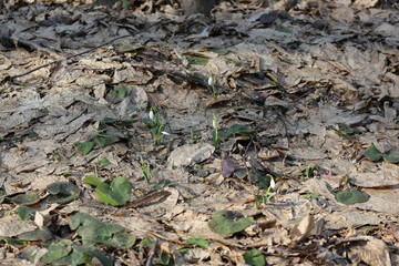 The first spring flowers - snowdrops bloomed in the forest