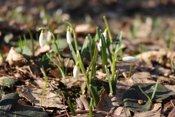 The first spring flowers - snowdrops bloomed in the forest