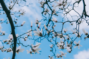 Yulan magnolia flowers isolated on blue sky