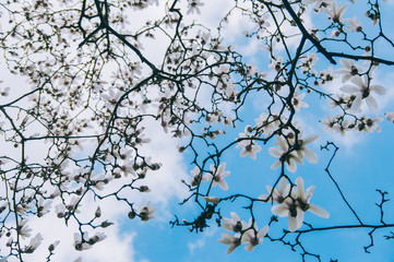 Yulan magnolia flowers isolated on blue sky. low angle.