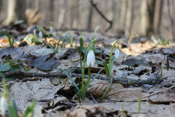 The first spring flowers - snowdrops bloomed in the forest