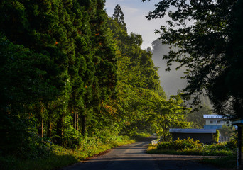 Huge pine trees at ancient forest