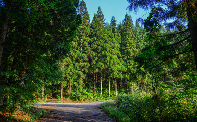 Fototapeta na wymiar Huge pine trees at ancient forest