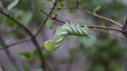 branch of a tree in spring