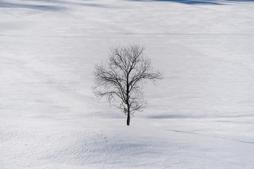 Single tree in the snow