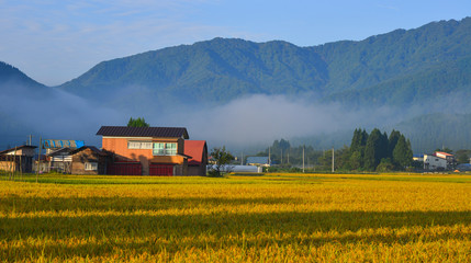 Naklejka premium Beautiful rice field in Akita, Japan
