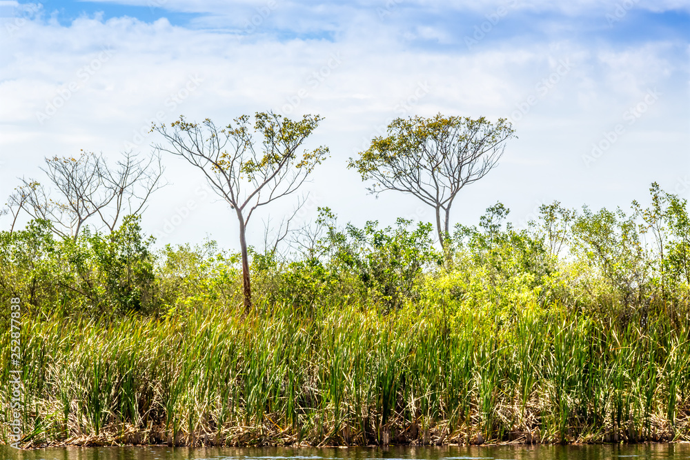 Wall mural everglades marsh land, florida