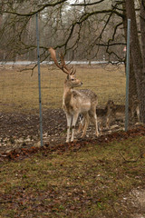 Tiergehege an der Burg Feuerstein in Mittelfranken