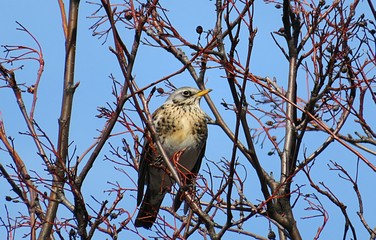 Fieldfare bird on tree against blue sky in winter season