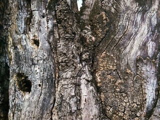 Texture trunk old gray tree close up