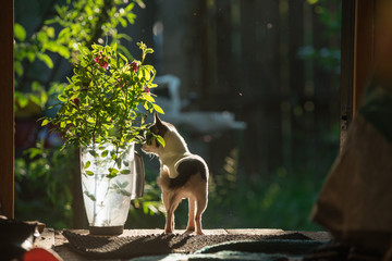 A small and funny chihuahua dog sniffs a bouquet of rose flowers in a transparent plastic jug against the background of a green countryside landscape. The frame is illuminated by the bright sunset sun