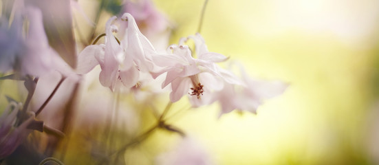 Blurred background with flowers of an aquilegia