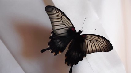 Tropical butterfly sitting on white wedding dress, close up - Powered by Adobe