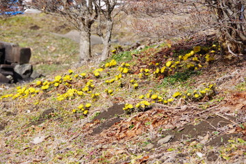 福寿草　フクジュソウ