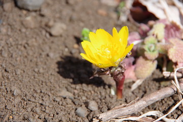 福寿草　フクジュソウ　朝露　雫　しずく　朝つゆ