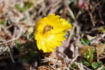 福寿草　フクジュソウ　蜂　ハチ
