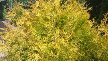 Fototapeta premium Garden 