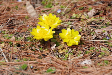 福寿草　フクジュソウ　オオイヌノフグリ