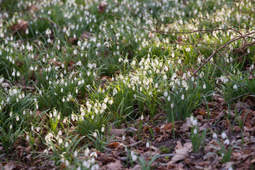 Snowdrops grow between foliage in the forest