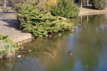 Fototapeta na wymiar Bright spring park Poniatowski in Poland in the city of Lodz, spring park, frozen lake and ducks