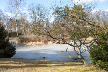 Bright spring park Poniatowski in Poland in the city of Lodz, spring park, frozen lake and ducks