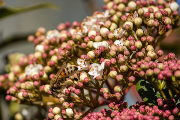 Pollination, the great work of the bees, they visit the flowers collect the nectar collecting the pollen in the down on the abdomen