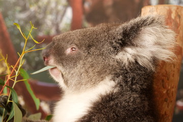 Naklejka premium koala in tree
