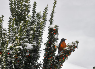 robin looking for food in winter
