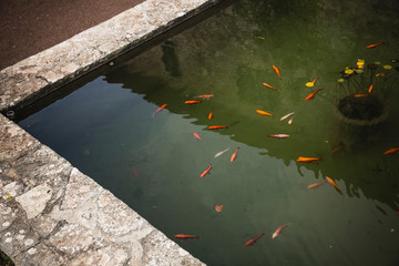 koi pond on estate