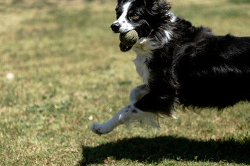 border collie runs with ball on green grass