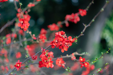 red berries of viburnum on a branch
