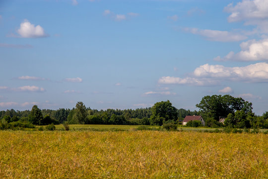 Landscape with cereal field, trees and blue sky