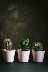 Three cactus in pink pots close up on a black background