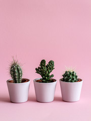 Three tiny cacti in pink pots on a pink background
