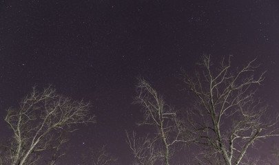Stars with Trees #1