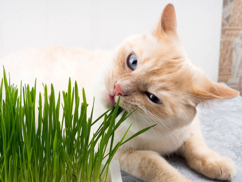 Cat is eating fresh green grass. Cat grass, pet grass. Natural hairball treatment, white, red pet cat eating fresh grass, green oats, emotionally, copy space, the concept of the health of Pets,