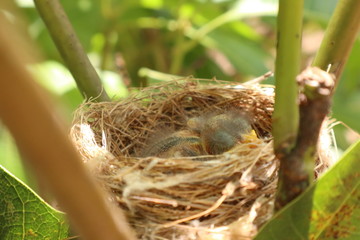 bird in the nest