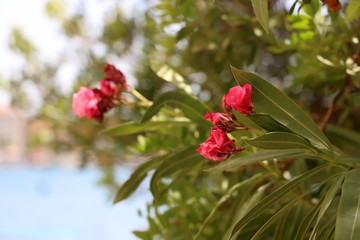 Pink nerium flowers in bloom. Selective focus.