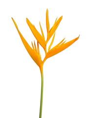 Beautiful Bird of paradise flower (Strelitzia reginae) isolate on white background.