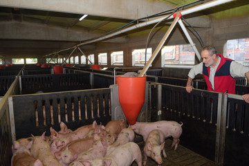 portrait of a farmer on a pig farm